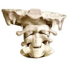 anatomia